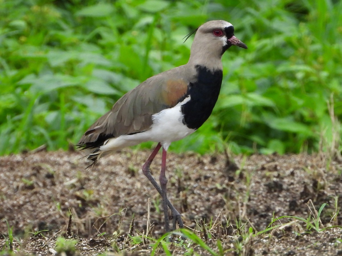 Southern Lapwing - ML608913865