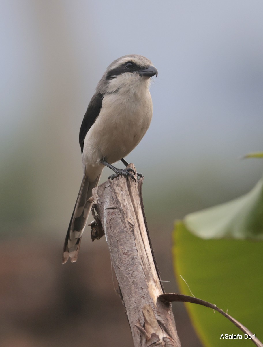 Mackinnon's Shrike - ML608913895