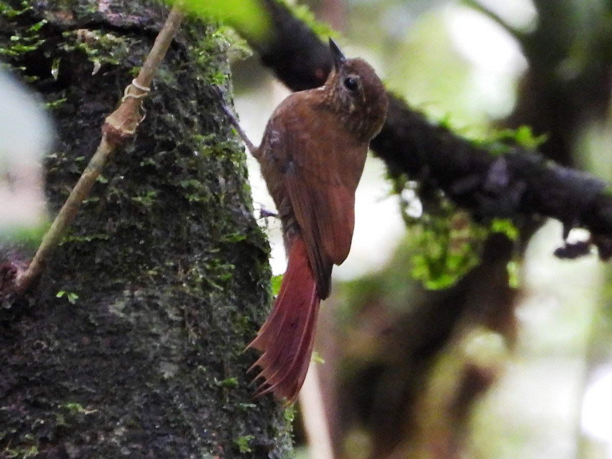 Wedge-billed Woodcreeper - Mary Leigh