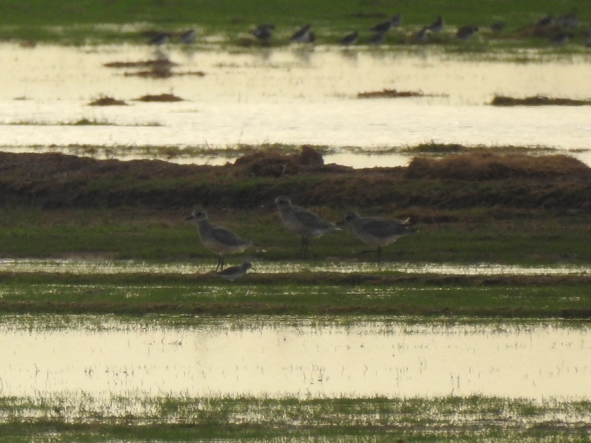 Black-bellied Plover - ML608914004