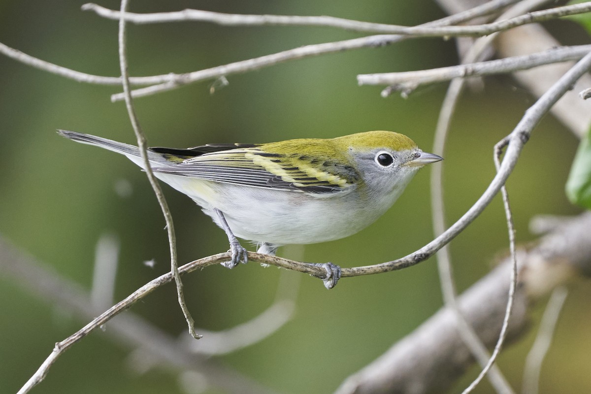 Chestnut-sided Warbler - ML608914162