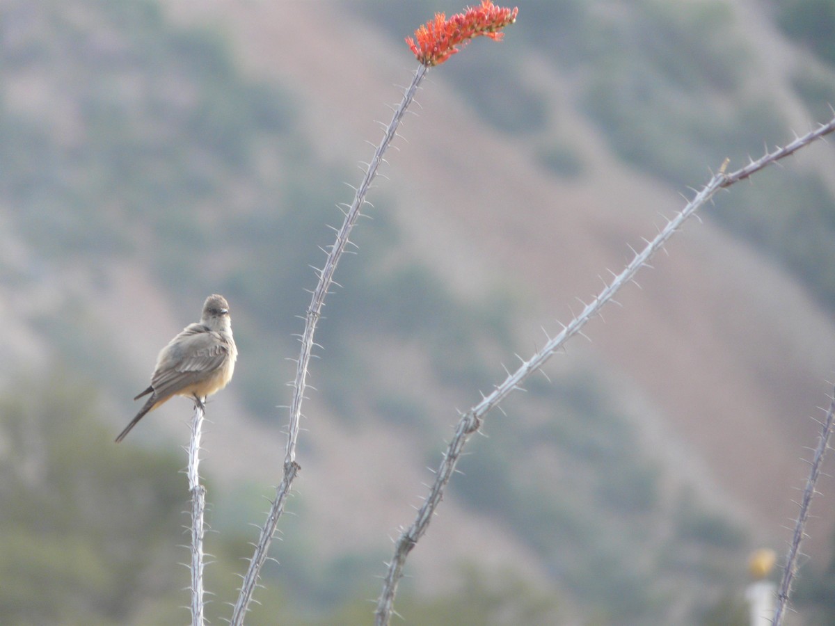 Say's Phoebe - ML608914164