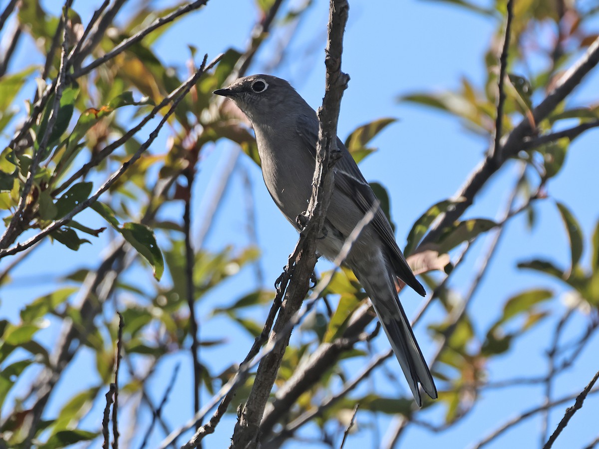 Townsendklarino - ML608914220