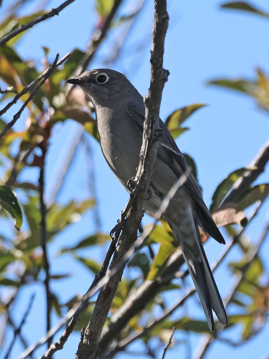 Townsendklarino - ML608914221