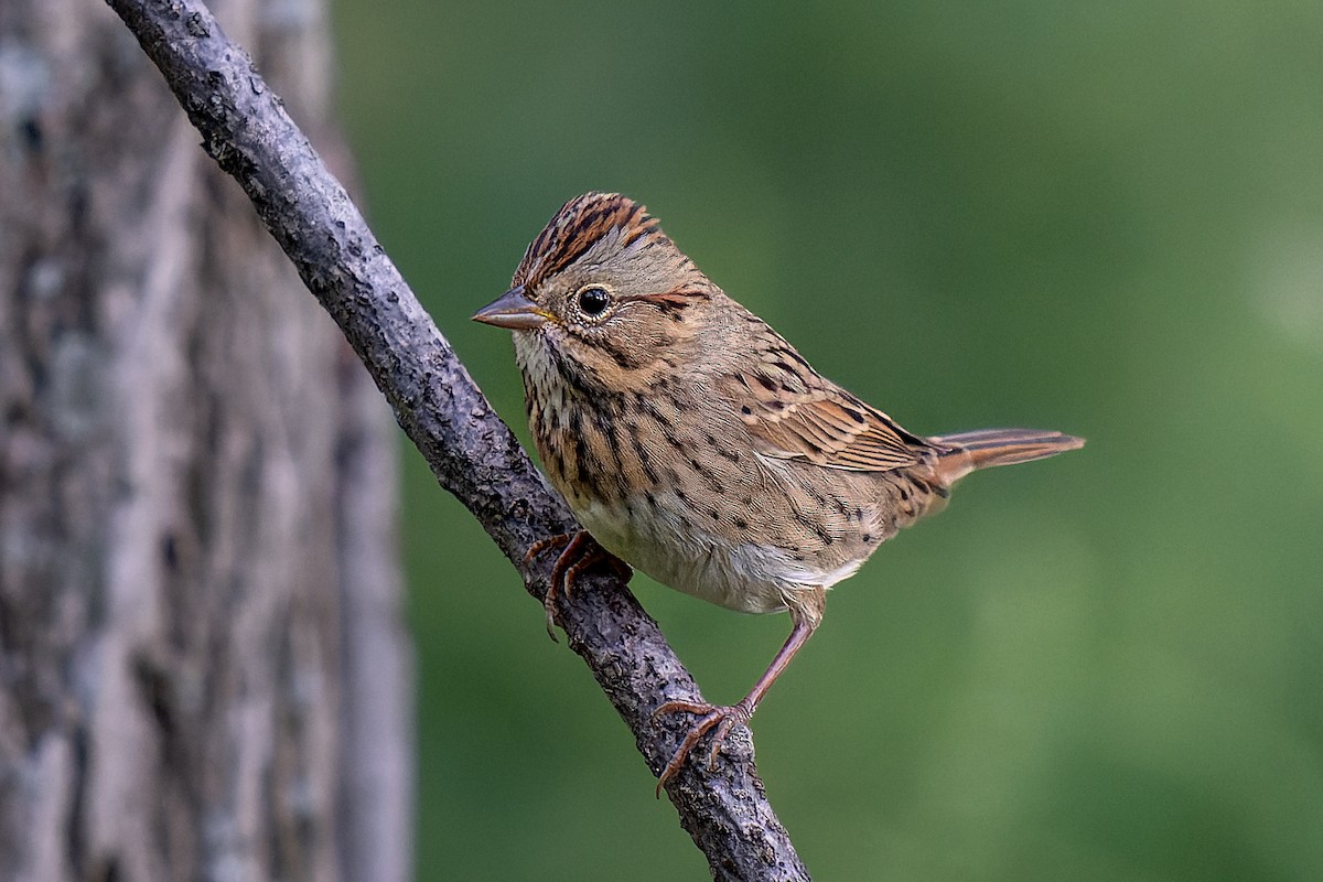 Lincoln's Sparrow - ML608914345