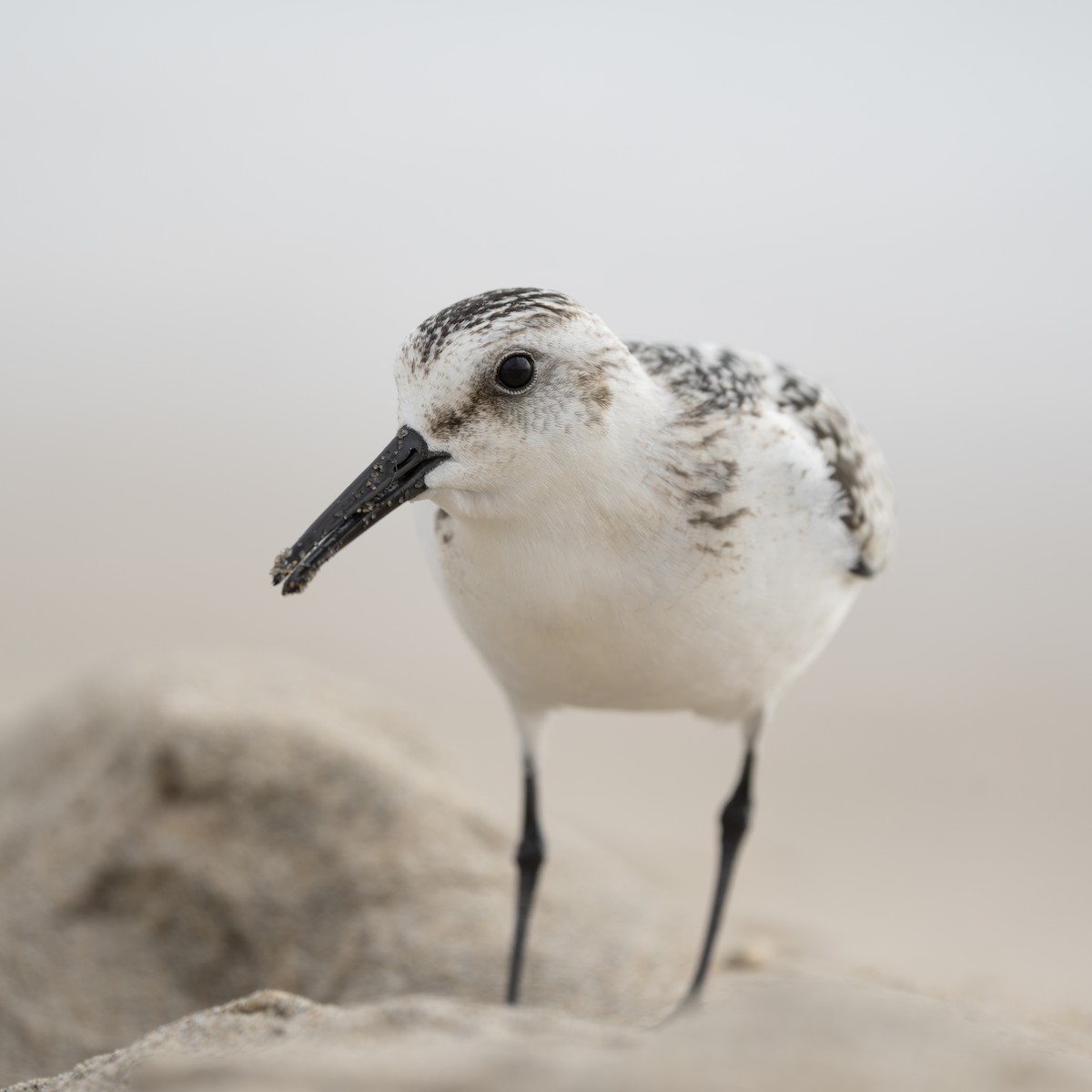 Sanderling - ML608914449