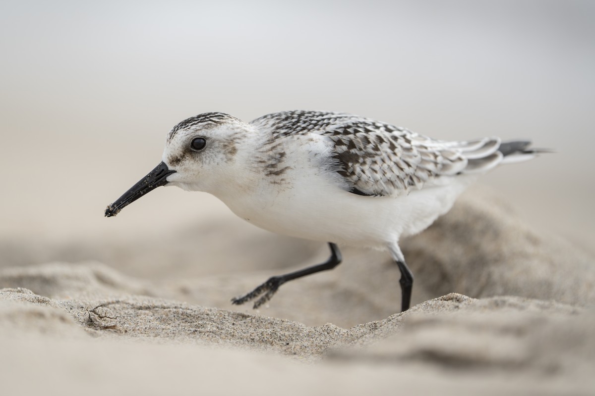 Sanderling - Andre LaRoche