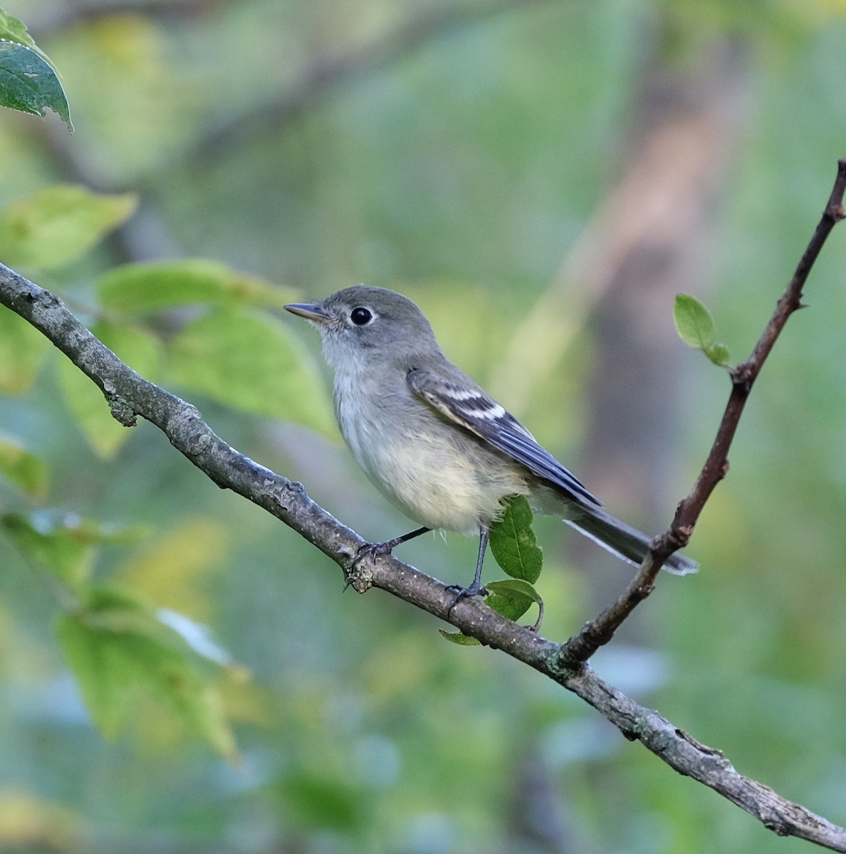 Least Flycatcher - ML608914549