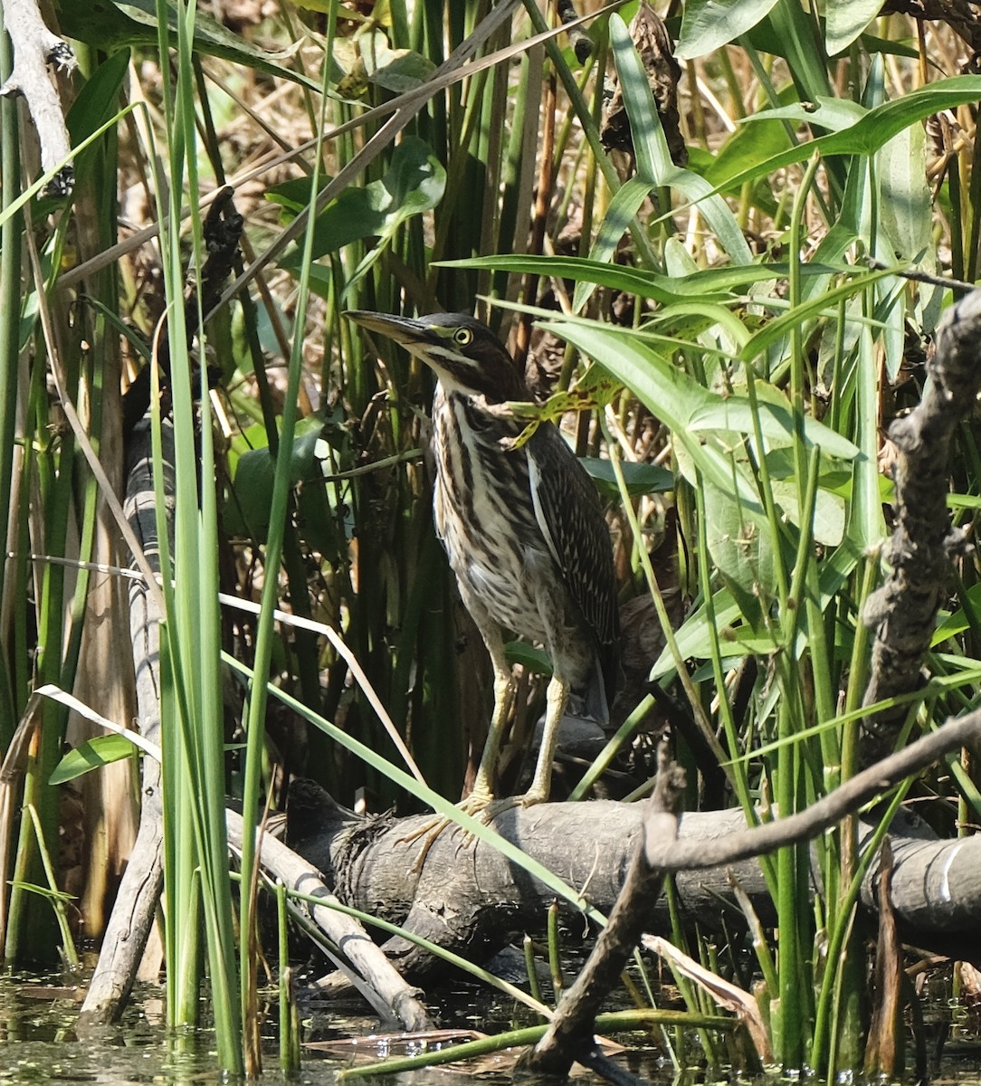 Green Heron - ML608914559