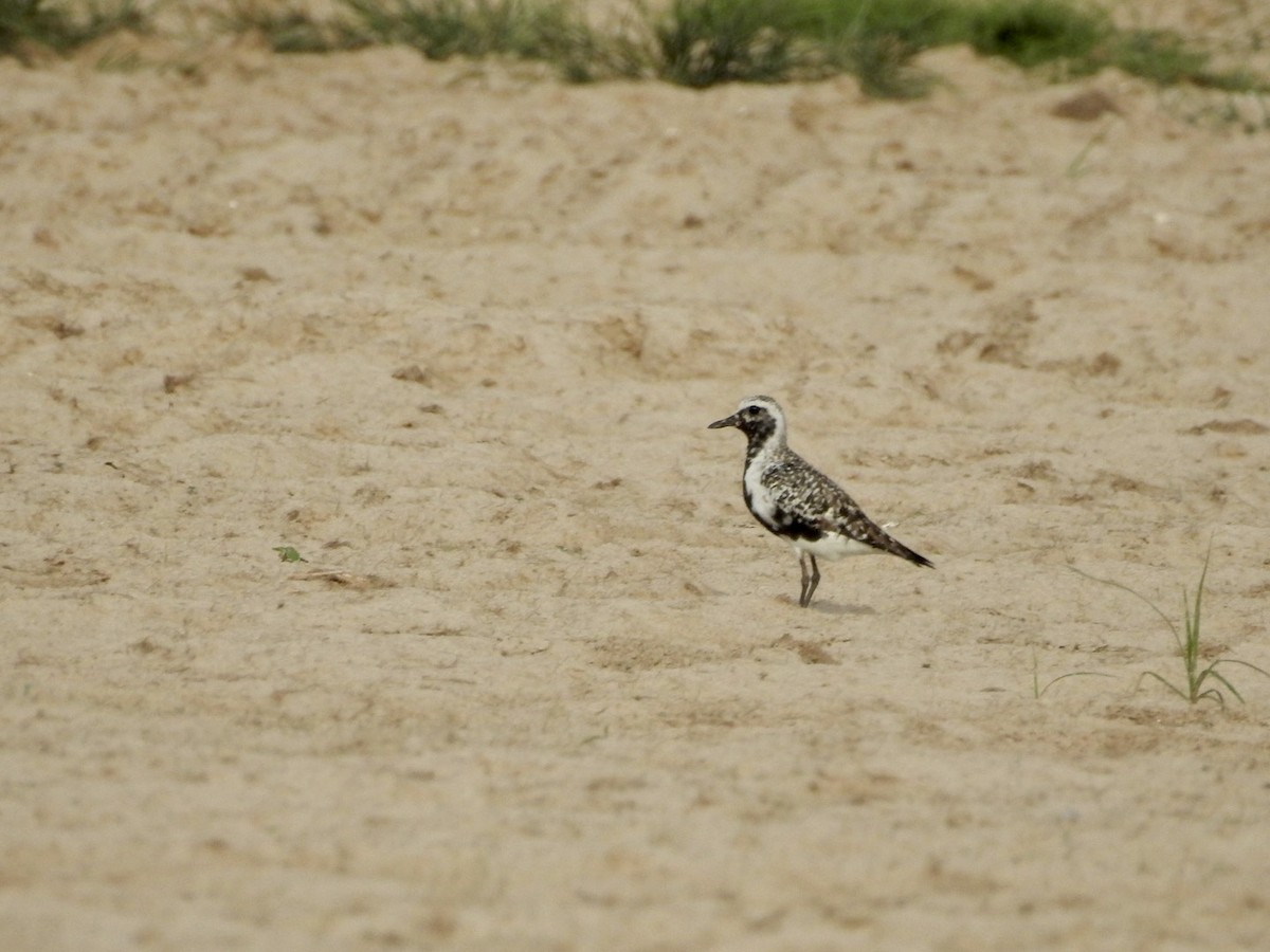 Black-bellied Plover - Chantal Correll