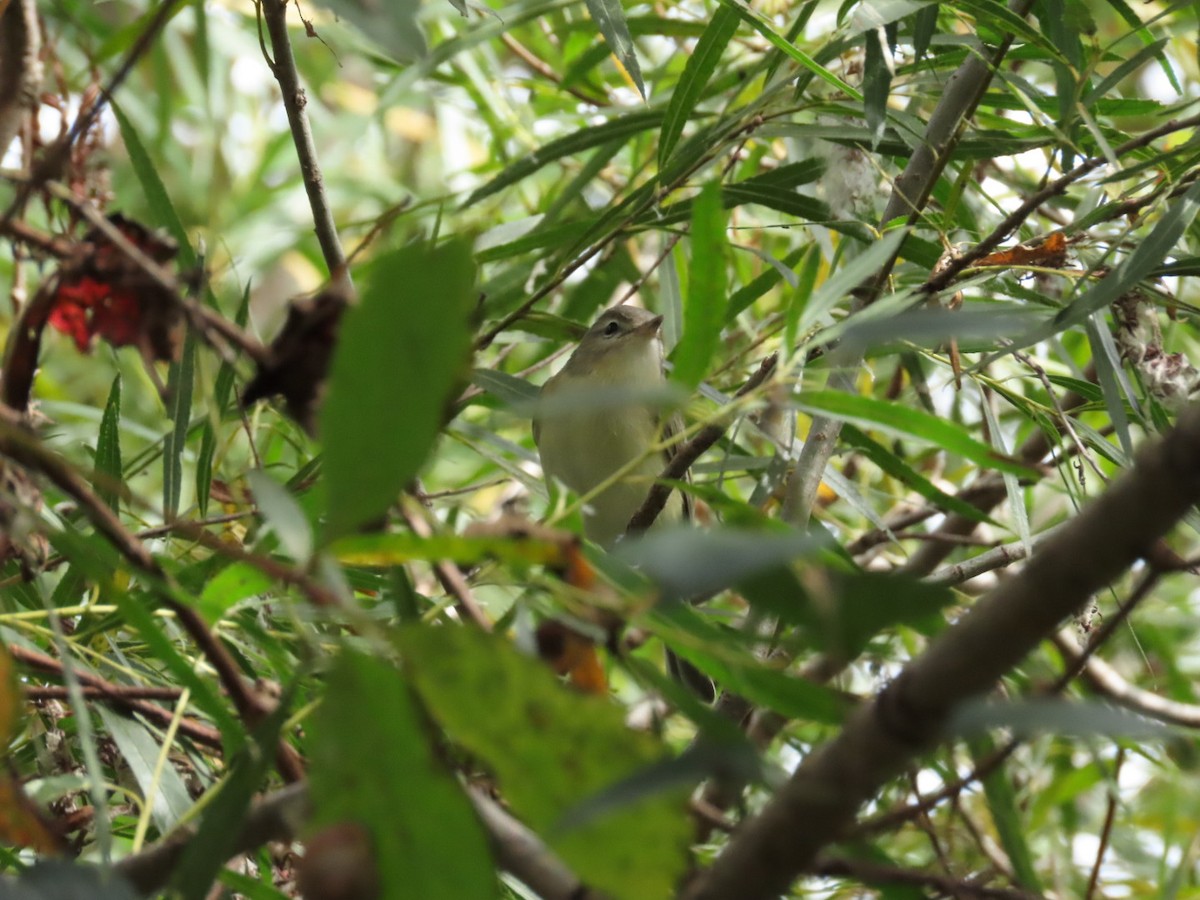 Warbling Vireo - Tania Mohacsi