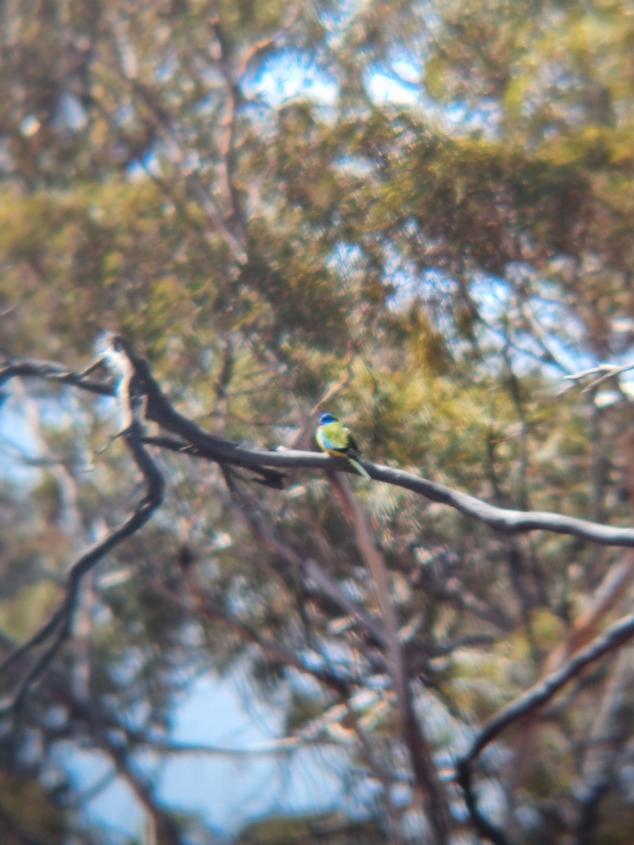 Scarlet-chested Parrot - ML608914632