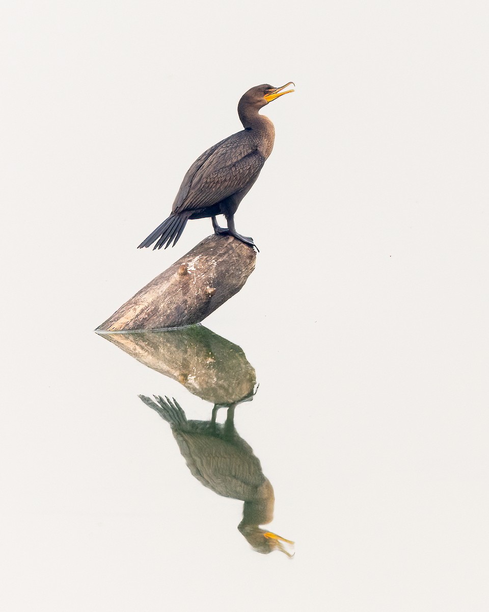 Double-crested Cormorant - ML608914646