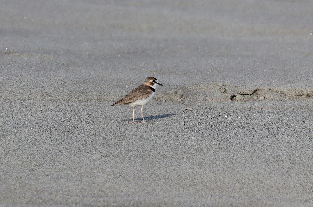 Collared Plover - ML608914764