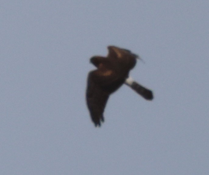 Northern Harrier - ML608914769