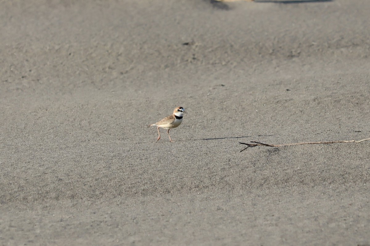 Collared Plover - ML608914785