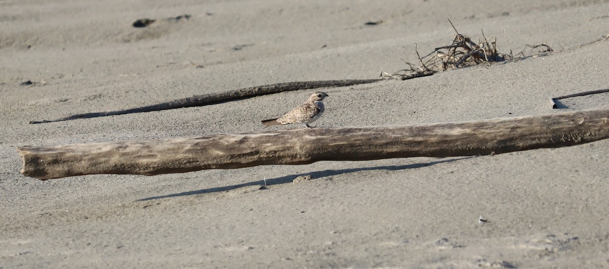 Sand-colored Nighthawk - ML608914800