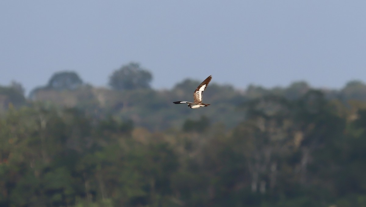 Sand-colored Nighthawk - ML608914810