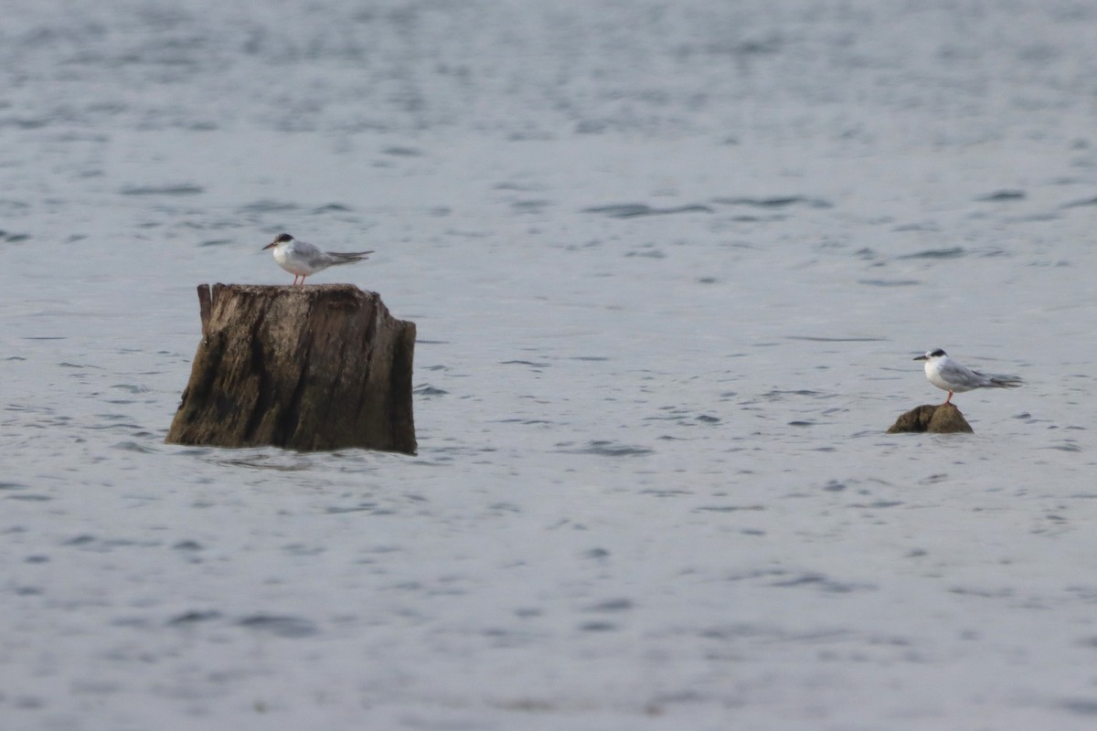 Forster's Tern - Vincent O'Brien