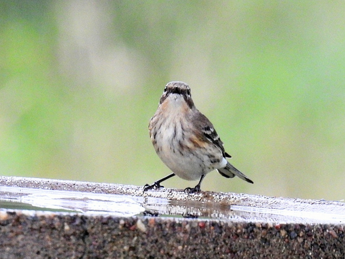 Yellow-rumped Warbler - ML608914969