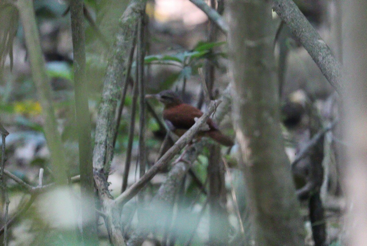 Pale-billed Hornero - ML608914988