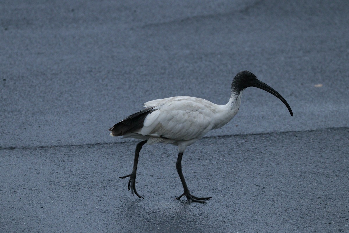 Australian Ibis - ML608915035