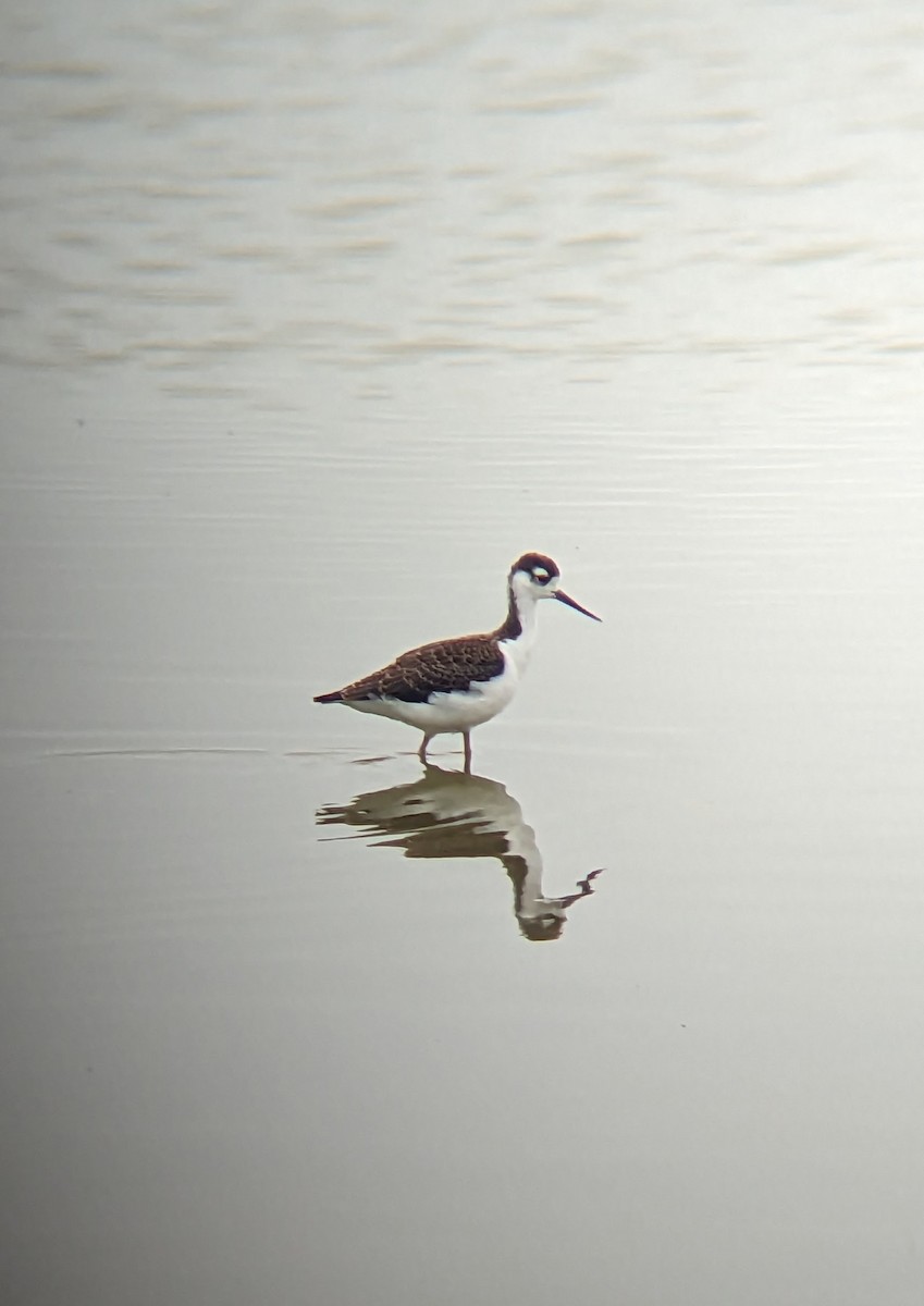 Black-necked Stilt - ML608915111