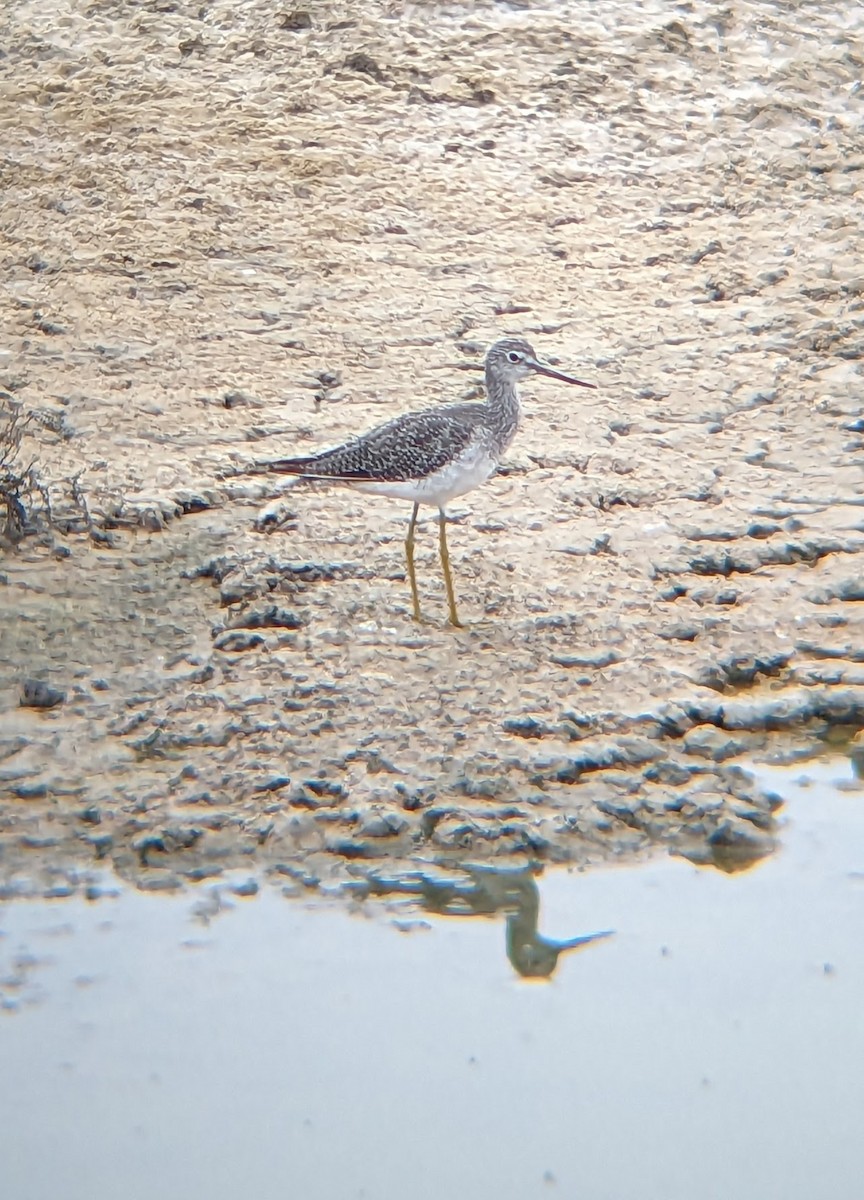 Greater Yellowlegs - ML608915147