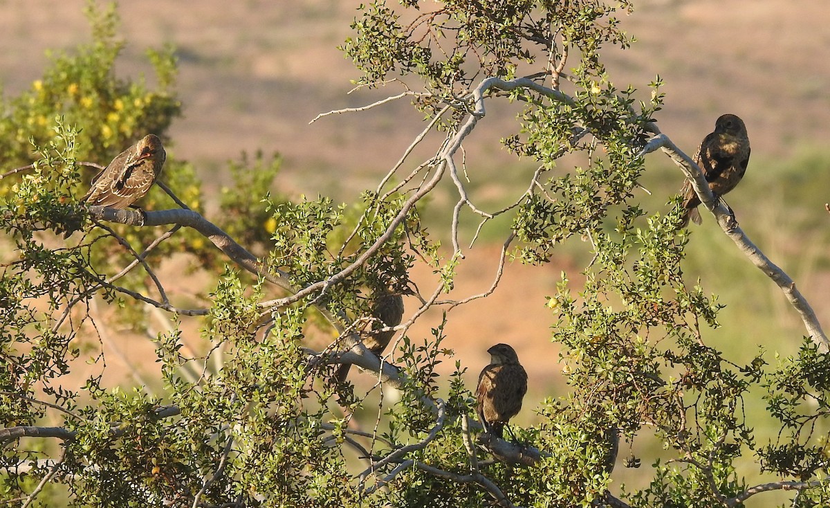 Brown-headed Cowbird - Chris Dean