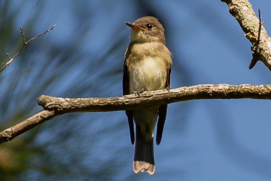 Eastern Wood-Pewee - ML608915326