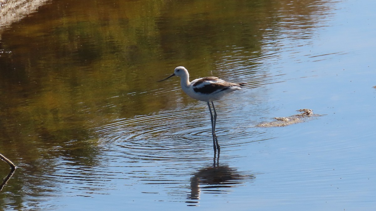 American Avocet - Petra Clayton