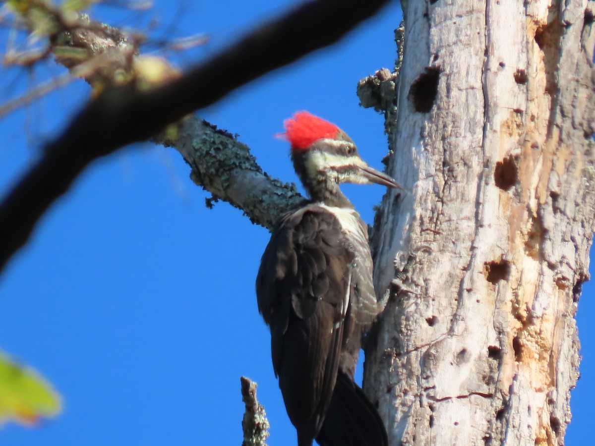 Pileated Woodpecker - ML608915530