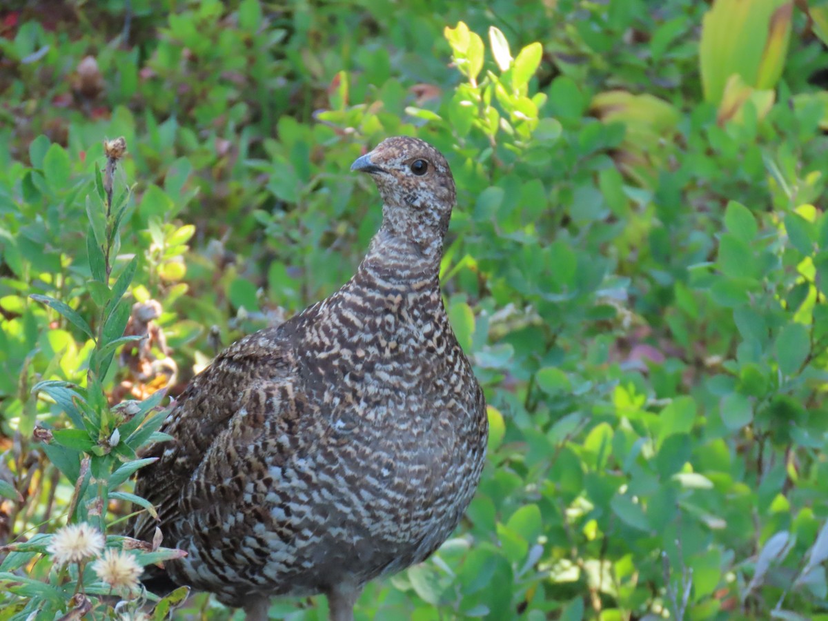 Gallo Fuliginoso - ML608915723