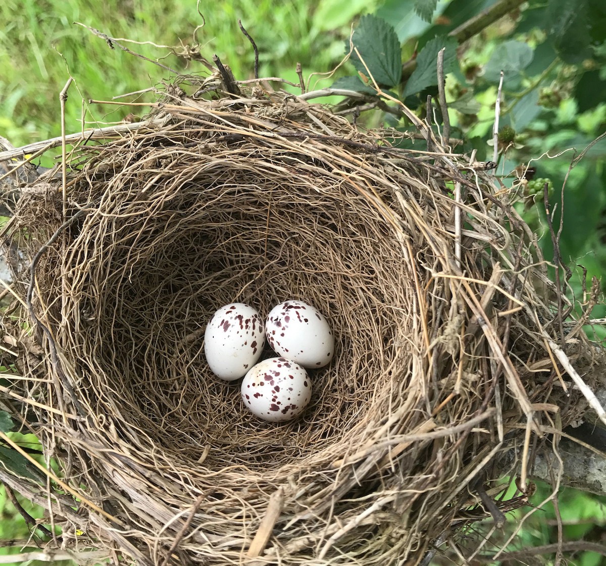 Eastern Kingbird - Steven Hopp