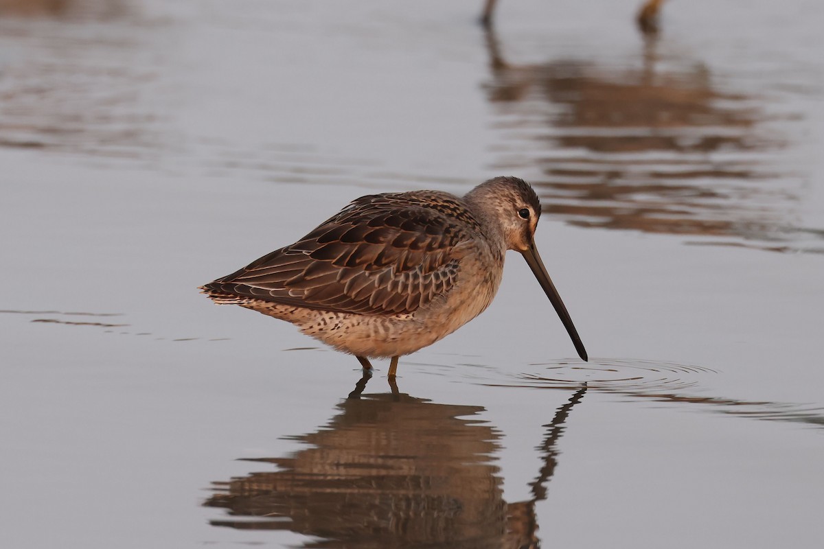 Long-billed Dowitcher - ML608915831