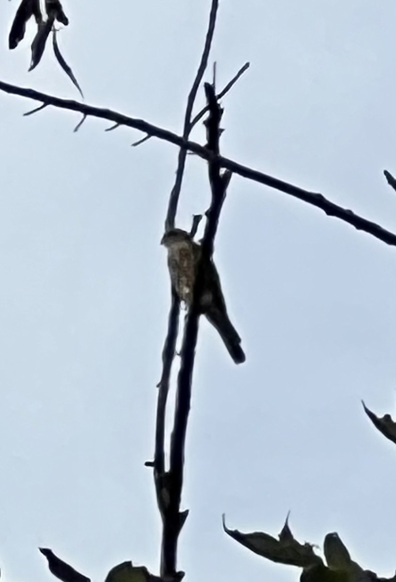 Sharp-shinned Hawk - ML608915966