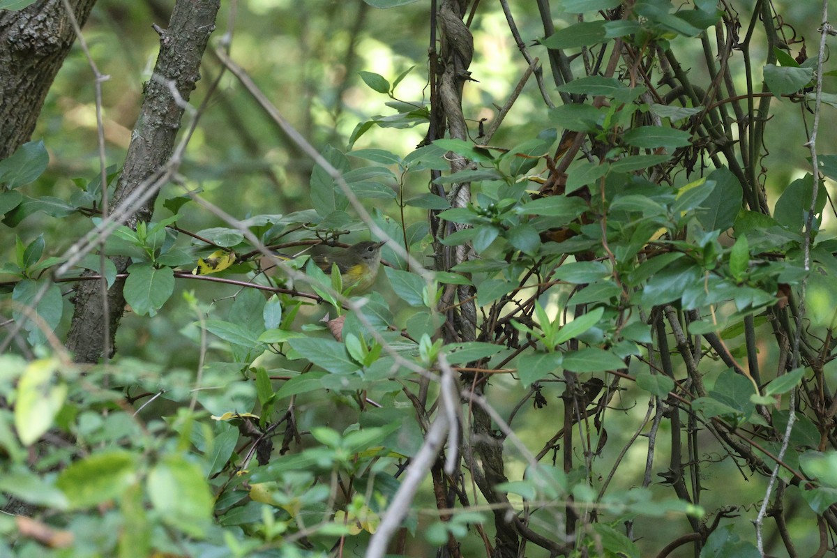 American Redstart - ML608916071