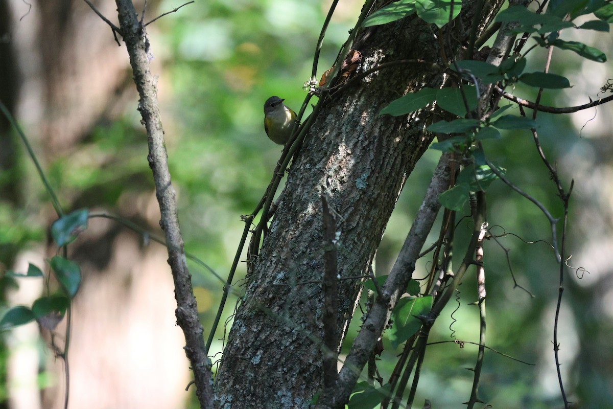 American Redstart - ML608916072