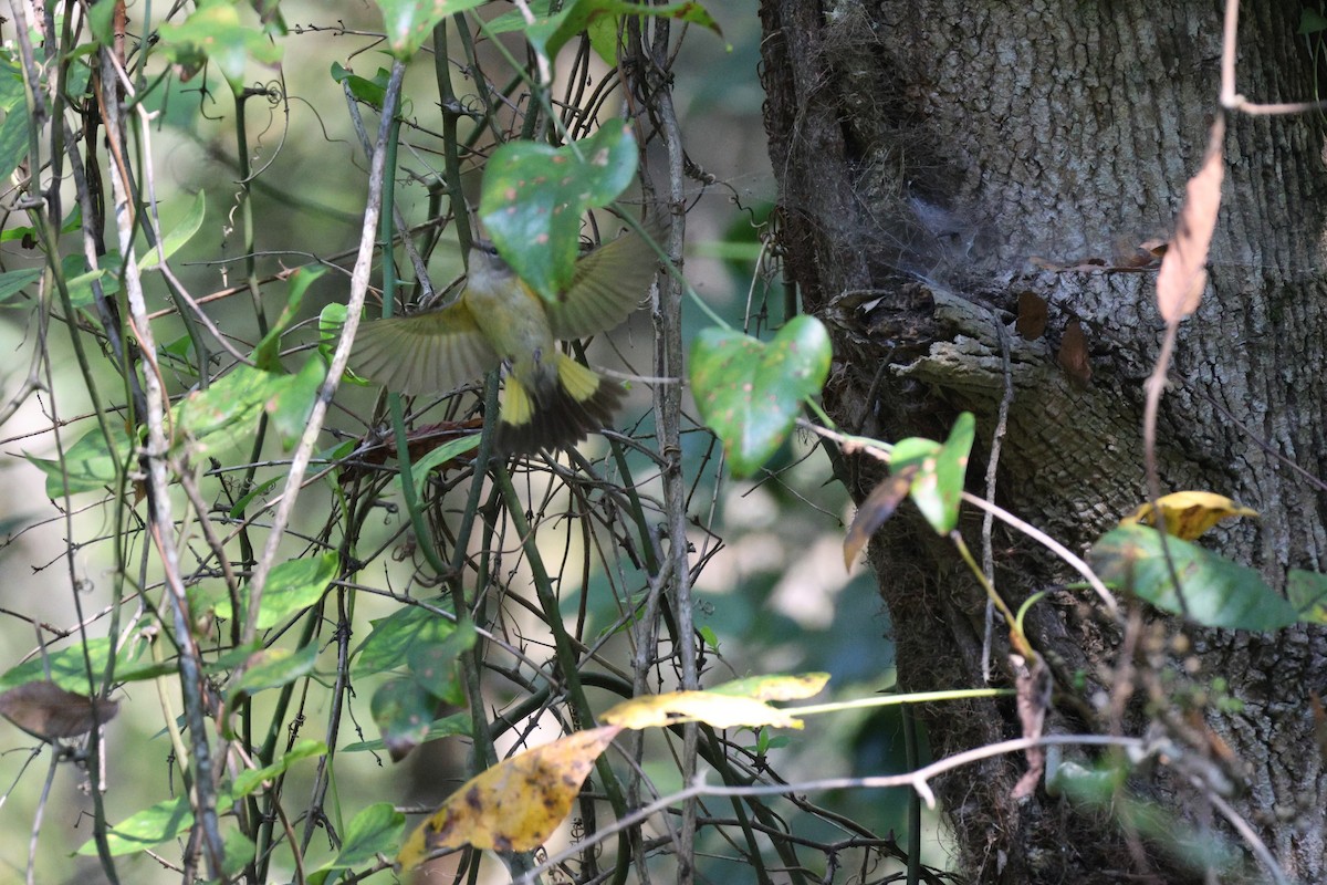 American Redstart - ML608916075