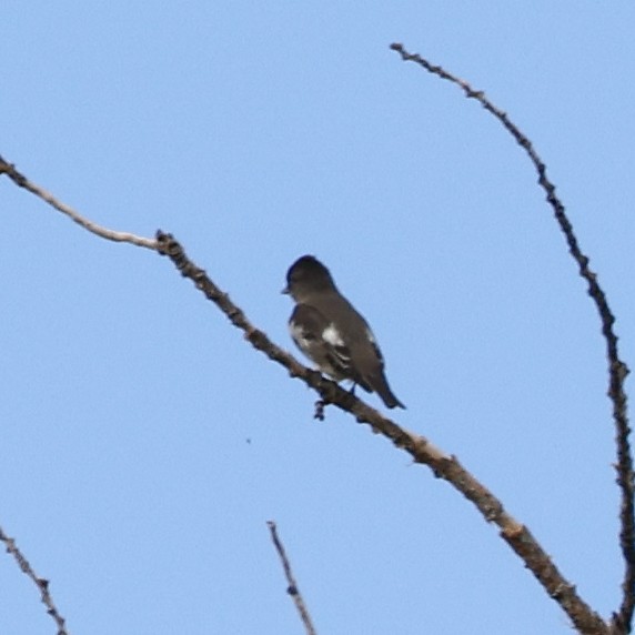 Olive-sided Flycatcher - ML608916154