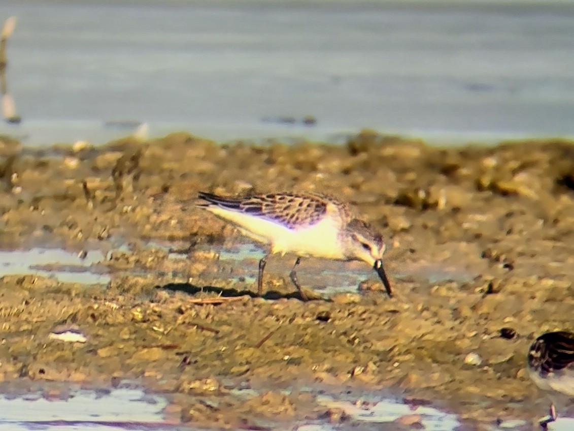 Western Sandpiper - ML608916181