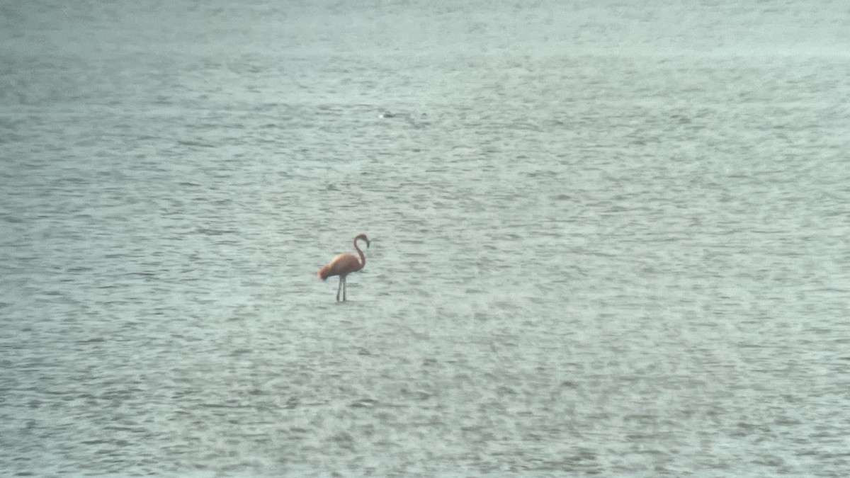 American Flamingo - ML608916192