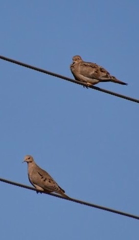 Mourning Dove - ML608916441