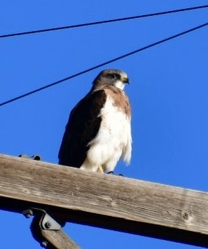 Swainson's Hawk - ML608916454