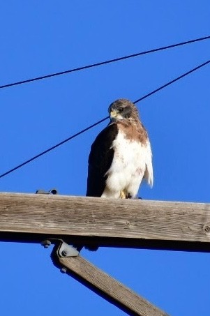 Swainson's Hawk - ML608916455