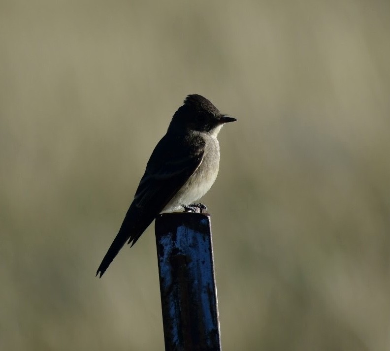 Western Wood-Pewee - ML608916464
