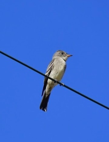 Western Wood-Pewee - ML608916465