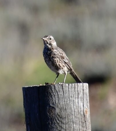 Sage Thrasher - ML608916475