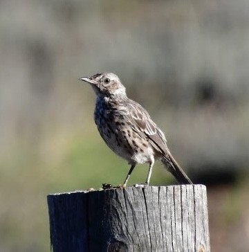 Sage Thrasher - ML608916476