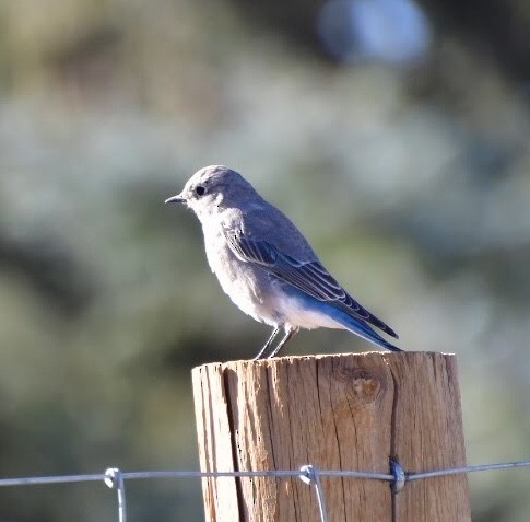 Mountain Bluebird - ML608916490